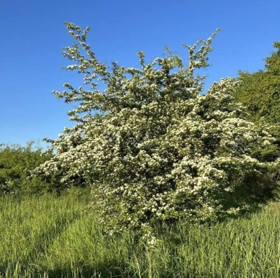 Ferienwohnung Classen Eifel Schleiden Kültér fotó